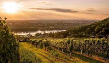 Marking the end of summer with Austrian wines