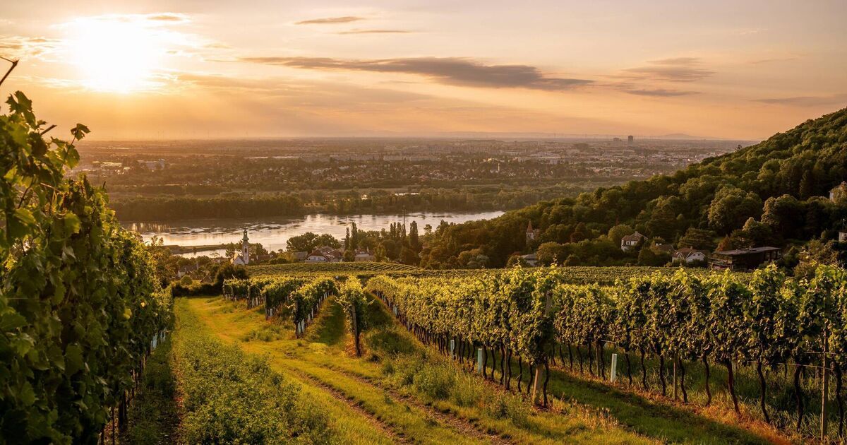 Marking the end of summer with Austrian wines