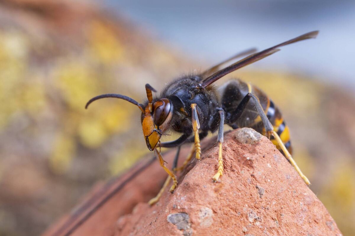 An Asian hornet (Vespa velutina), also known as a yellow-legged hornet or Asian predatory wasp, is of concern as an invasive species in continental European countries including France or Spain.