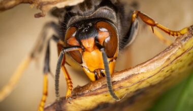 Asian hornets that have arrived in Ireland can pack a powerful punch