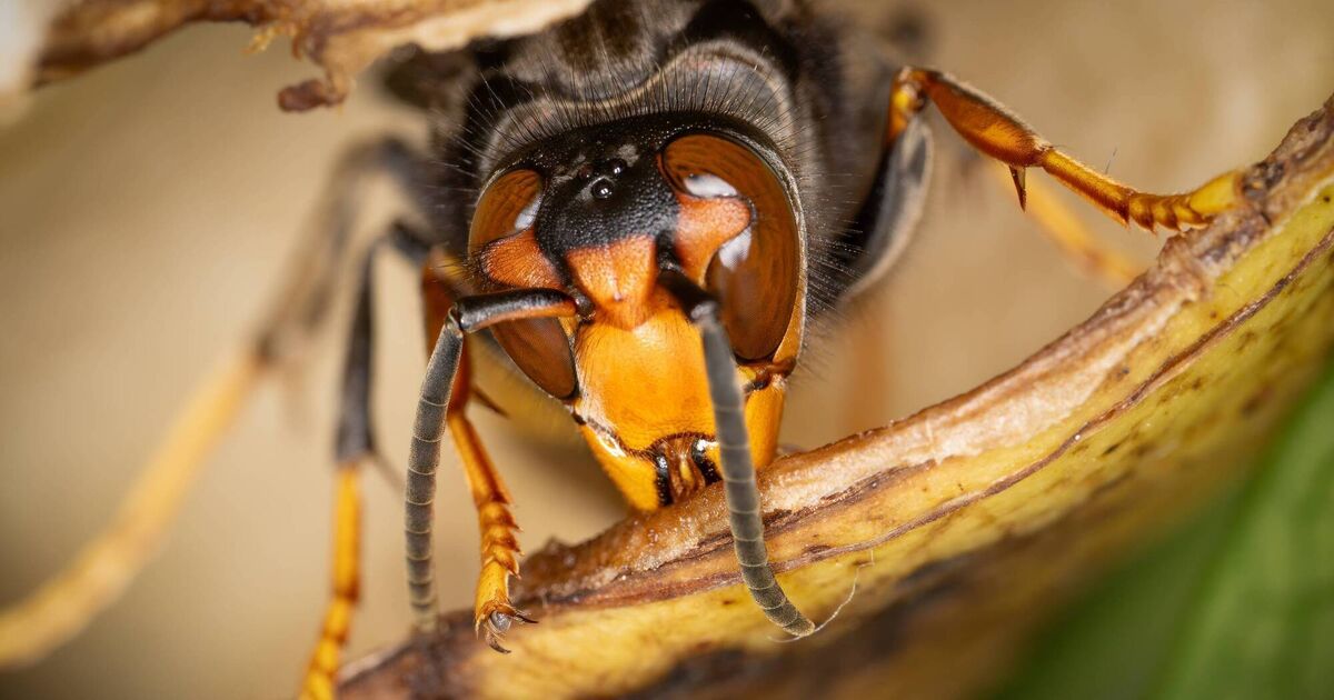 Asian hornets that have arrived in Ireland can pack a powerful punch