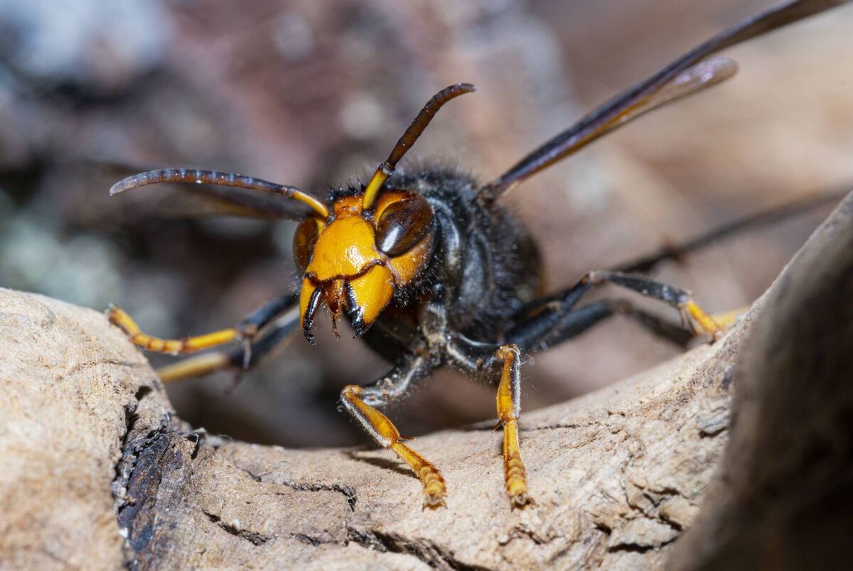 The Asian hornet is of major concern in France and Spain. Experts suggest they are less likely to establish themselves in Ireland given the cooler and damper conditions here.