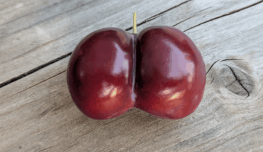 Prunus gluteiformis | Schönes Wochenende! 🤓