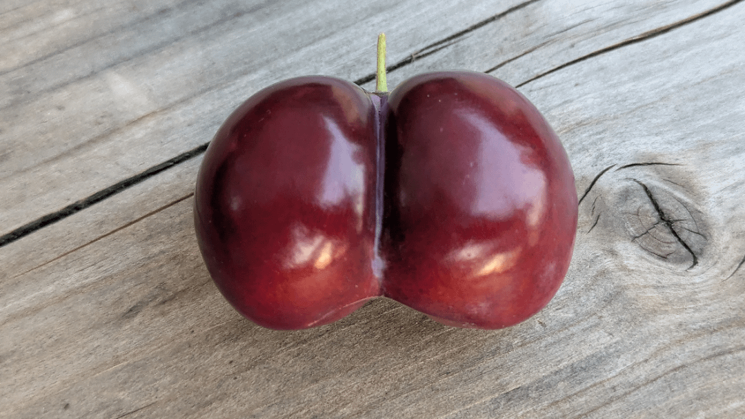 Prunus gluteiformis | Schönes Wochenende! 🤓