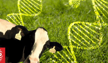 Labelling rules ease for genetically-modified food made without new DNA added, amid reform