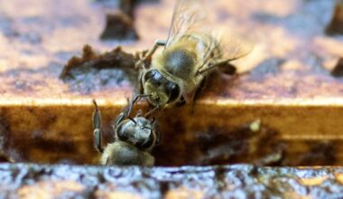 Pesticides have been linked to the deaths of bees around the world