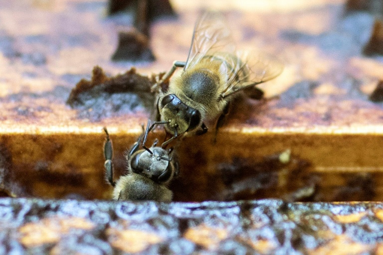 Pesticides have been linked to the deaths of bees around the world