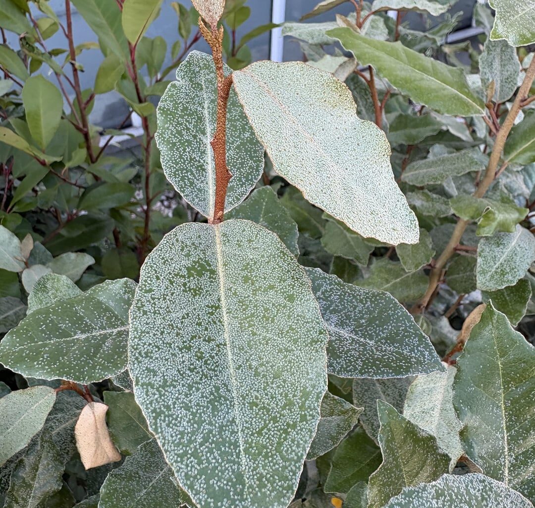 Was hat meine Pflanze?