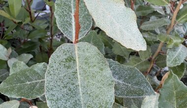 Was hat meine Pflanze?