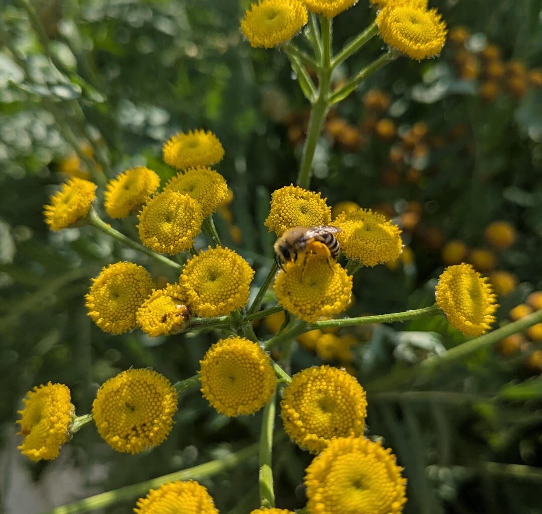 Rainfarn-Seidenbiene