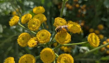 Rainfarn-Seidenbiene