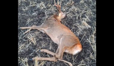 Five-Legged Deer Buck Shot in Hungary