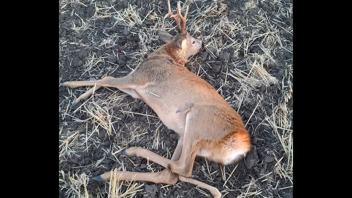 Five-Legged Deer Buck Shot in Hungary