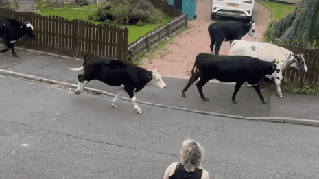 Herd of cows take to the streets after Storm Floris hits UK – video