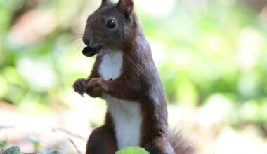 Ein wortwörtliches Schlitzohr
