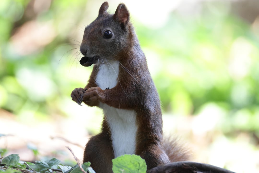 Ein wortwörtliches Schlitzohr