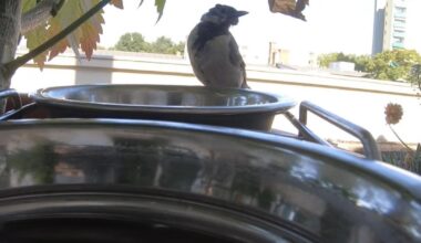 Was hat dieser Vogel am Auge?