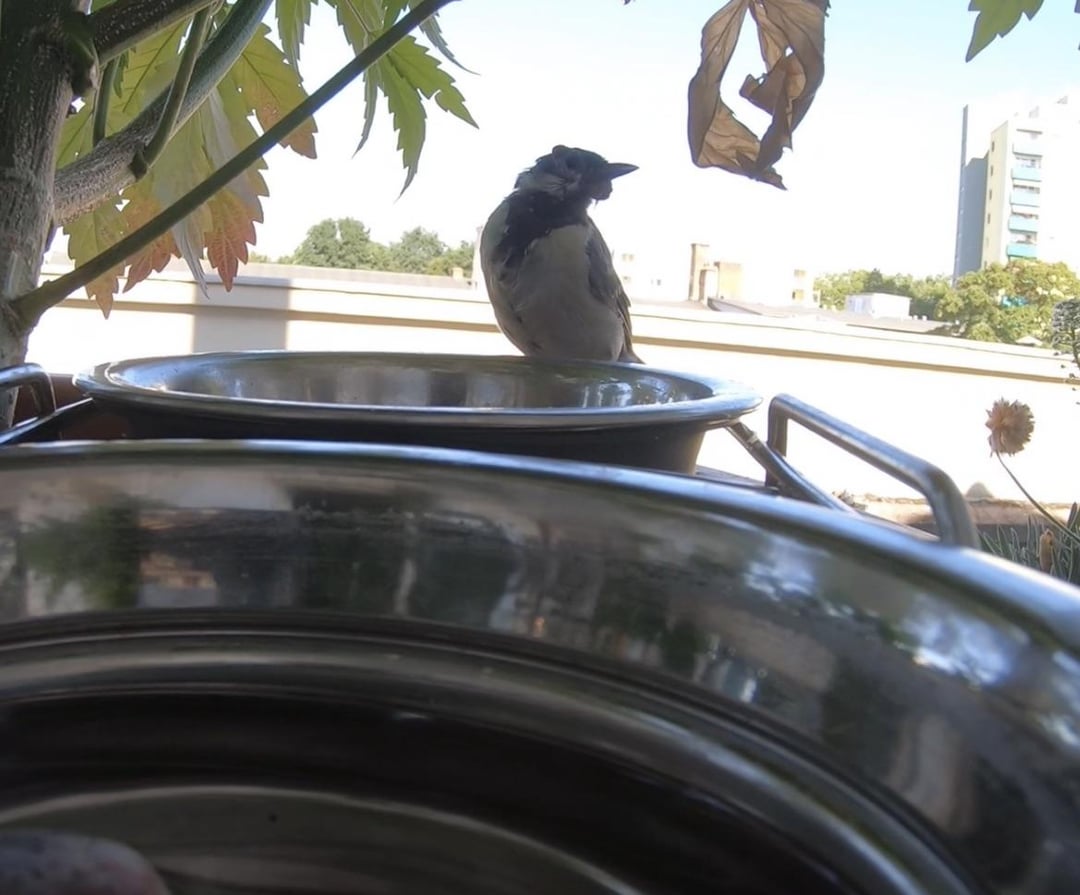 Was hat dieser Vogel am Auge?