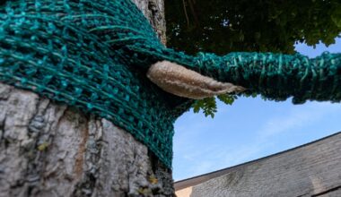 Update: Gottesanbeterin hat glaube ich ein "Ei" gelegt.