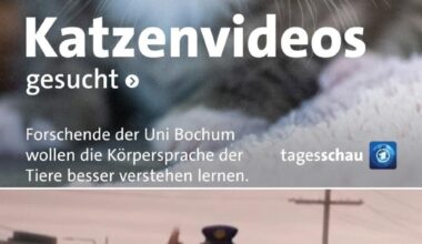 Ich🐈iel