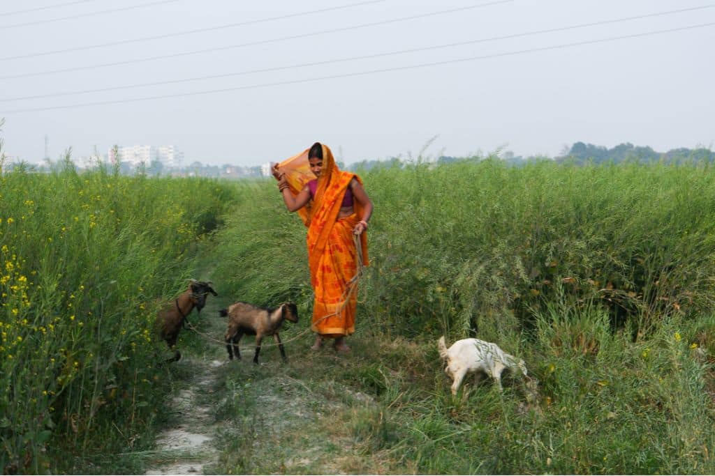 Stronger Together: Women in Agriculture in Rural India Unite Against Climate Change Threats
