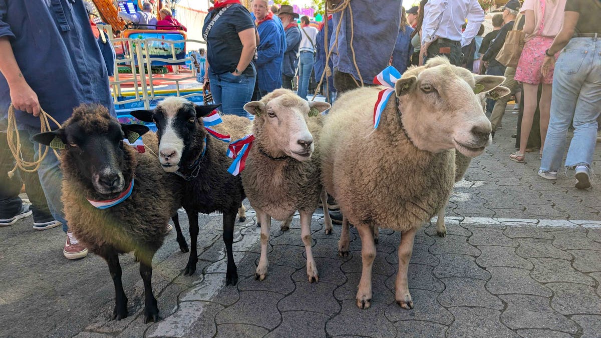 Volksfest Schueberfouer: Eröffnung mit Blasmusik und Schafparade in Luxemburg