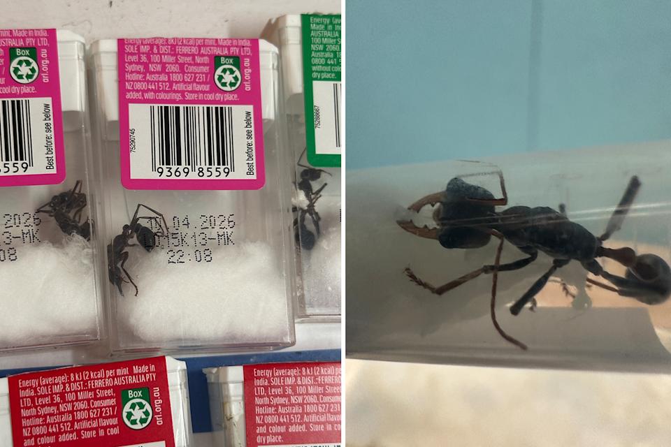 Left, ants hidden inside Tic Tac containers. Right, a close up of a what appears to be a queen ant.