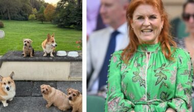 Sarah Ferguson posts new photographs of late Queen's dogs | Royal | News