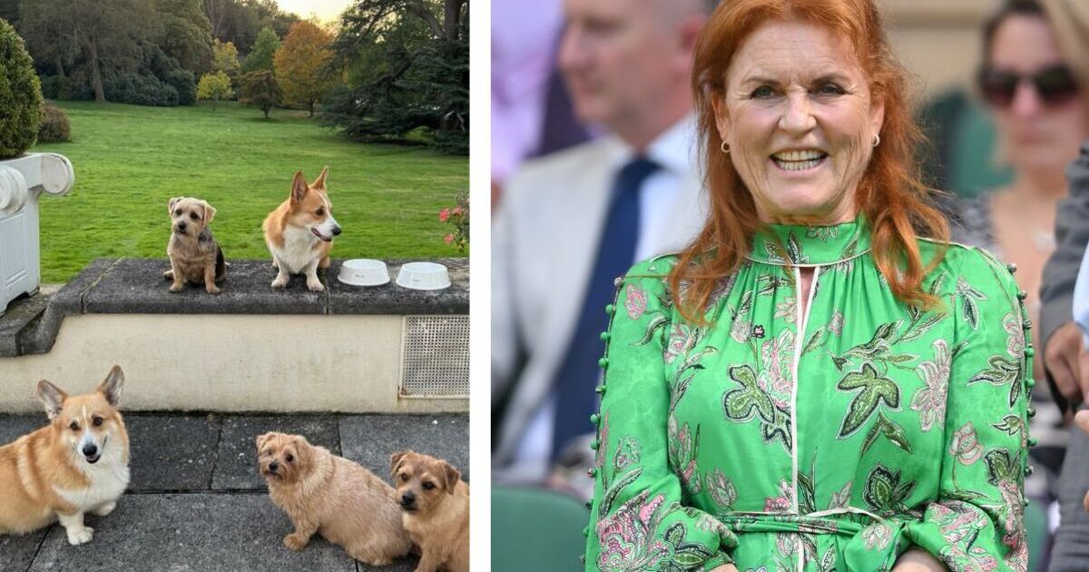 Sarah Ferguson posts new photographs of late Queen's dogs | Royal | News
