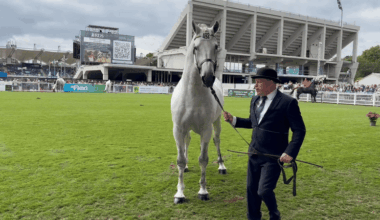 All the King’s horses: the Irish breeders supplying royals