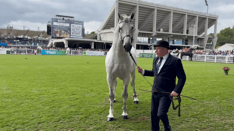 All the King’s horses: the Irish breeders supplying royals