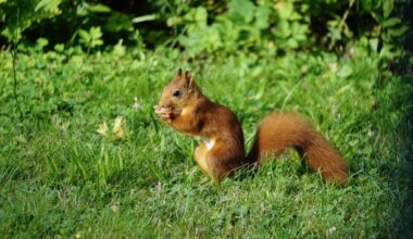Knabberpause im Grünen