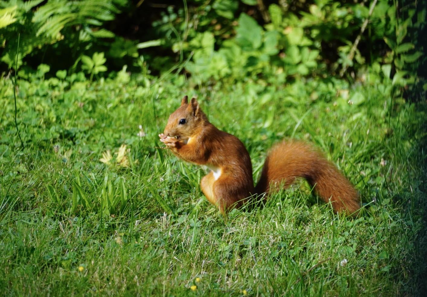 Knabberpause im Grünen