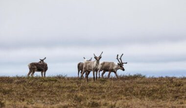 Trump administration moves to pull restrictions on oil and gas development in National Petroleum Reserve-Alaska | Alaska News