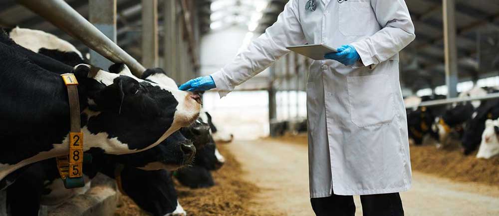 Cattle Healthcare Market Size to Surpass USD 12.52 Billion by 2033: Key Trends & Forecast