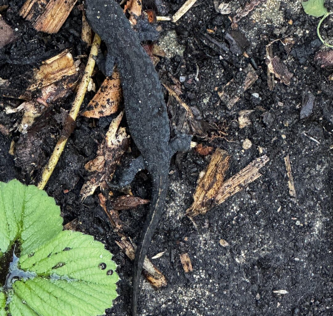 Teich anlegen oder lieber lassen?