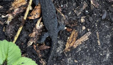 Teich anlegen oder lieber lassen?