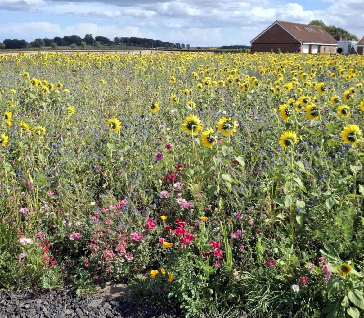 One of the local farmers had a muddy patch of wasteland, so he turned it into this.