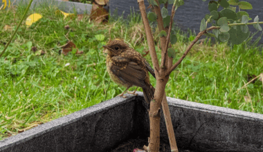 Besuch beim Frühstück
