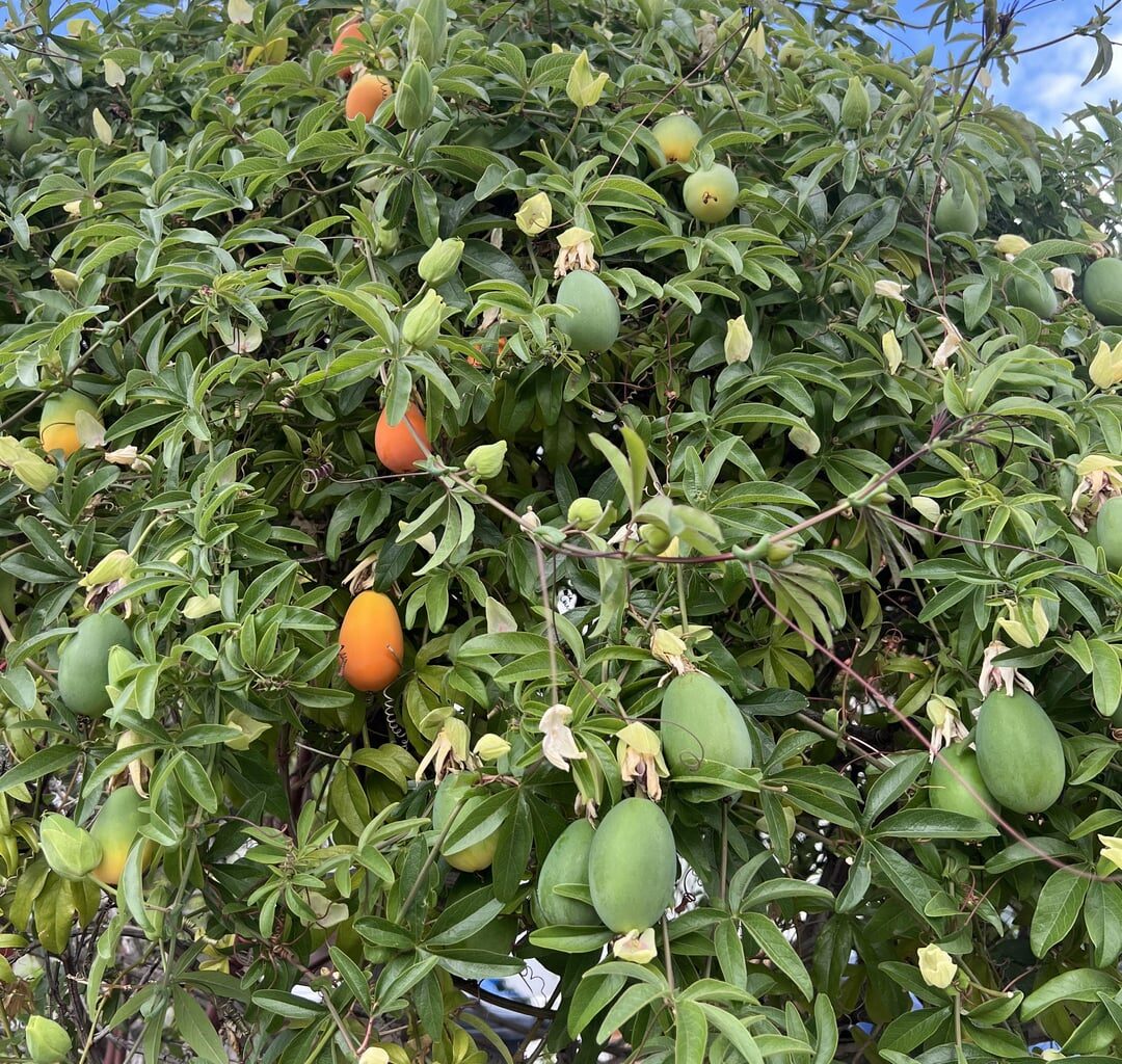 Passion fruit in London