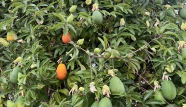Passion fruit in London
