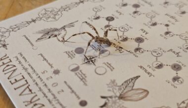 Detailliertes Bild von einer Spinne #2