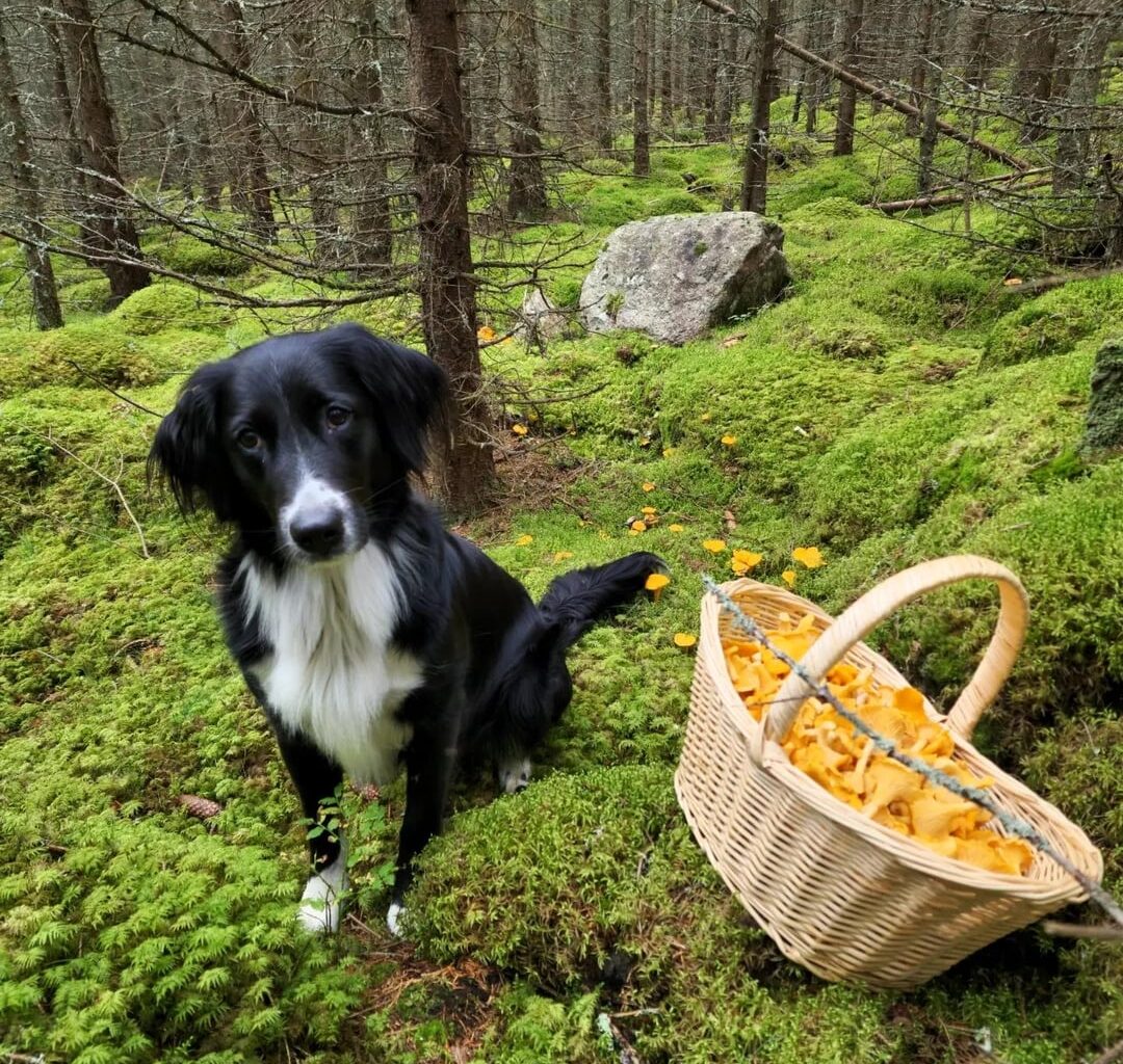 Liten svamprunda.