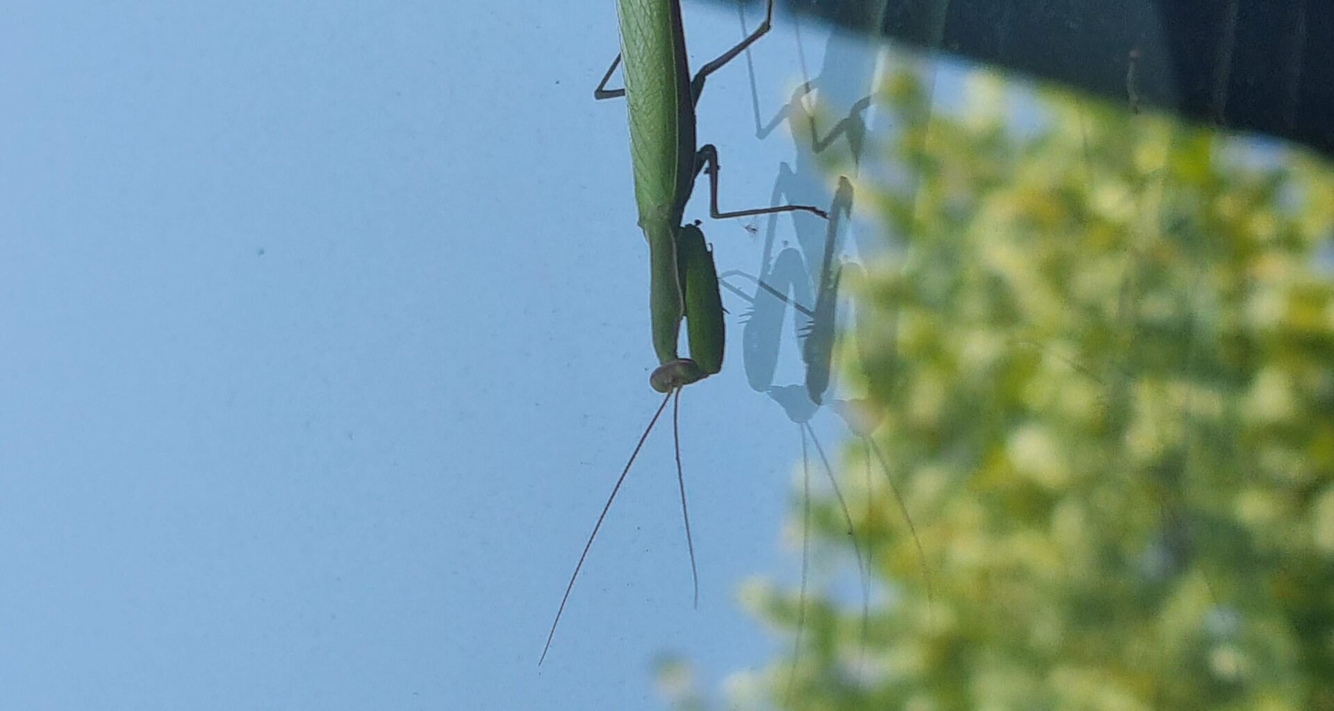 Mantis religiosa
