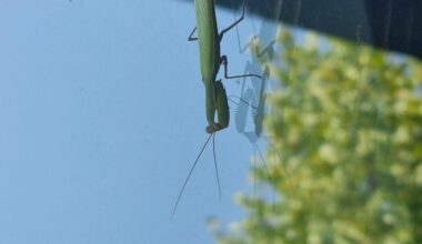 Mantis religiosa