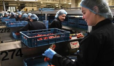 Over one-third of Ukrainian refugees in Germany are employed