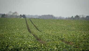 Et spørsmål om suverænitet , når udenlandske selskaber køber dansk landbrugsjord for millioner