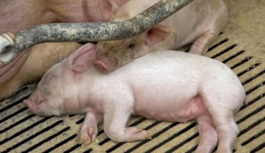 Olukord Nurme farmis: katku on surnud veel rohkem sigu. PTA uut protesti ei karda - Maaleht