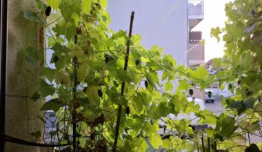 Hui, Minigurken im Anmarsch