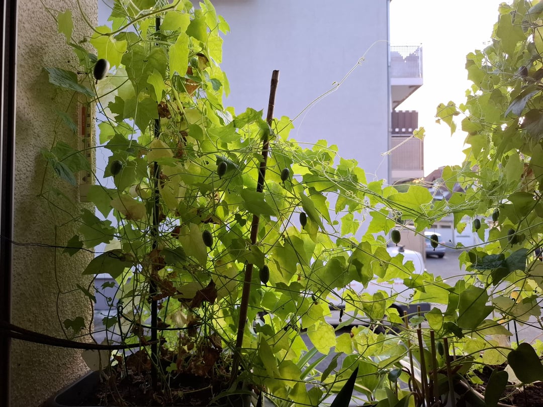 Hui, Minigurken im Anmarsch